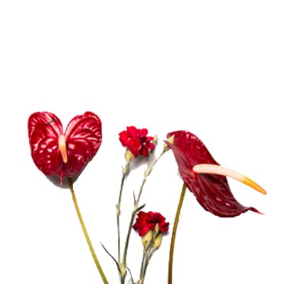 Anthurium